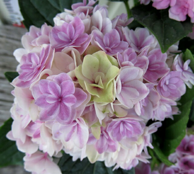 楽天市場】【開花株】アジサイ（あじさい・紫陽花）星なでしこ