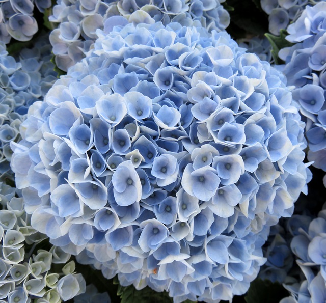 Hydrangea Roll Out Sun Valley