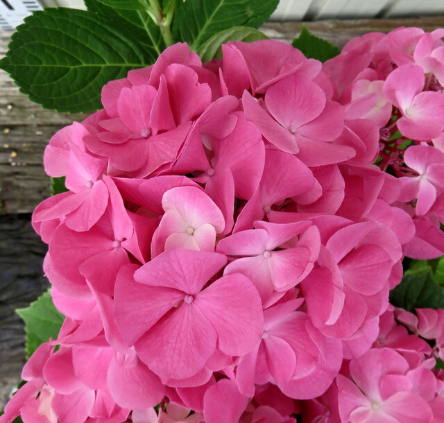 アジサイ.。o○ OW M アジサイ.。o○ OW M アジサイ | Hydrangea macrophylla | か