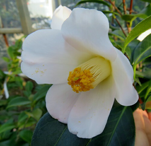 楽天市場】椿（ツバキ） 姫白雪(ヒメシラユキ) 4号苗 (g07-2) : 千草園芸