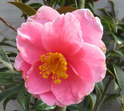 山茶花 ピンク花 植木 現品 ガーデニング 農業 椿 ハルサザンカ 笑顔 エガオ 苗木 1 7m 千草園芸 山茶花 ピンク花 植木 現品 ガーデニング 農業 椿 ハルサザンカ 笑顔 エガオ 苗木 1 7m 千草園芸