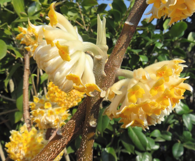 楽天市場】花水木（ハナミズキ） 白花 クラウドナイン 5.5号 苗木(v05