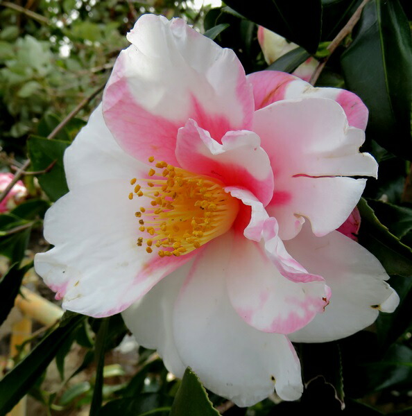 楽天市場】椿（ツバキ）K サワダ 4.5号苗（d10） : 千草園芸