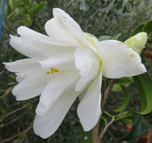 新白孔雀　椿 当園作出花｜白孔雀 しろくじゃく｜小平の椿農園新・江戸椿の