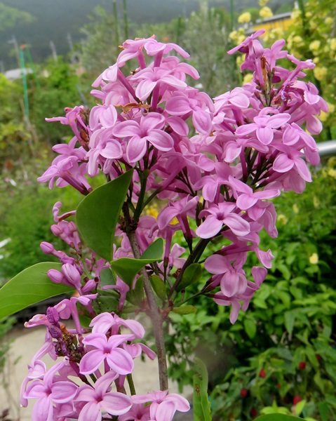 楽天市場】姫ライラック(コンパクトライラック) サンデー 4号 苗木(J10