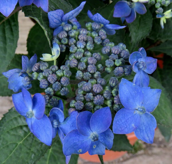 楽天市場】【開花株】アジサイ 三河千鳥（ミカワチドリ） 3.5号