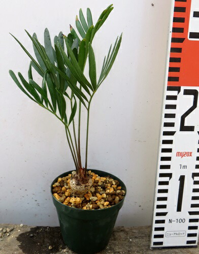 楽天市場 ザミア フロリダーナ3 5号苗 千草園芸