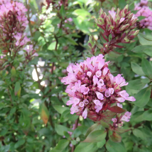 カラミンサ苗 カラミンサ苗2鉢セット | 自然生活