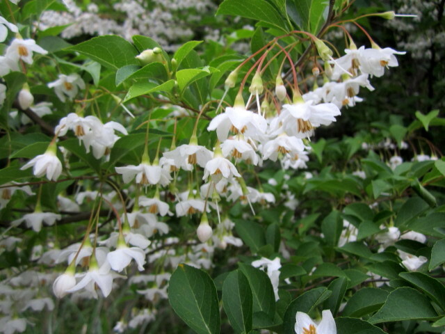 楽天市場 現品 エゴノキ 白花 株立ち 樹高2ｍ R 千草園芸