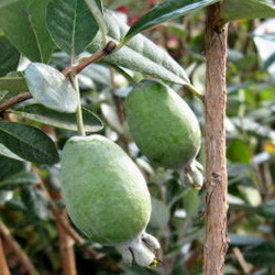 楽天市場】【現品】フェイジョア トライアンフ 苗木 7号 Y247 : 千草園芸