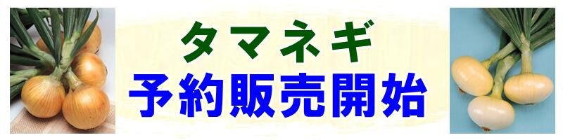 楽天市場】「即納品」タマネギ苗(泉州玉ねぎ苗)100本 : 千草園芸