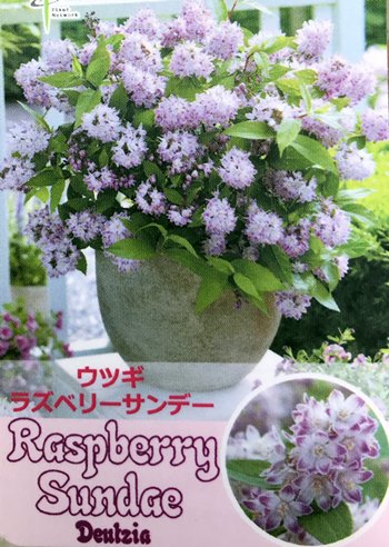 楽天市場 ウツギ ラズベリーサンデー 6号苗 J05 千草園芸