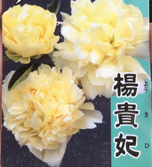 楽天市場】芍薬苗（シャクヤク苗） コーラルチャーム 6号苗 : 千草園芸