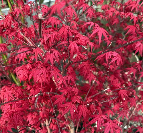 楽天市場】ベニシダレモミジ（紅枝垂れ紅葉） 4.5号 (e12) : 千草園芸