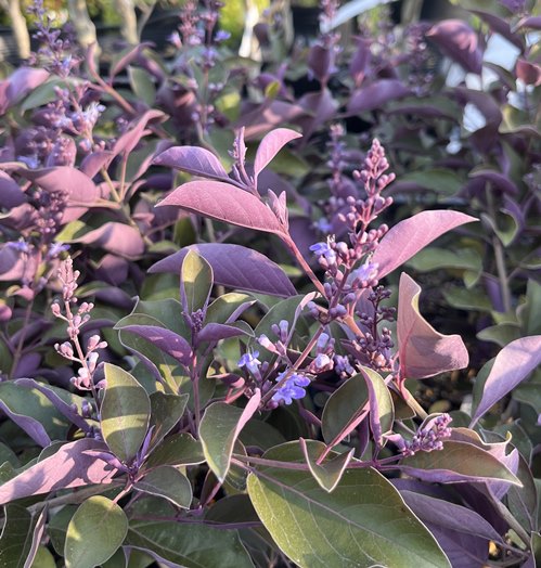 楽天市場】【現品発送】斑入りタイサンボク 苗木 8号セラアート