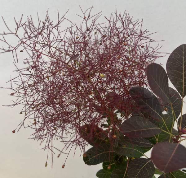 スモークツリー　ルブリフォリウス 鉢ごと発送 imgrc0107400252.jpg