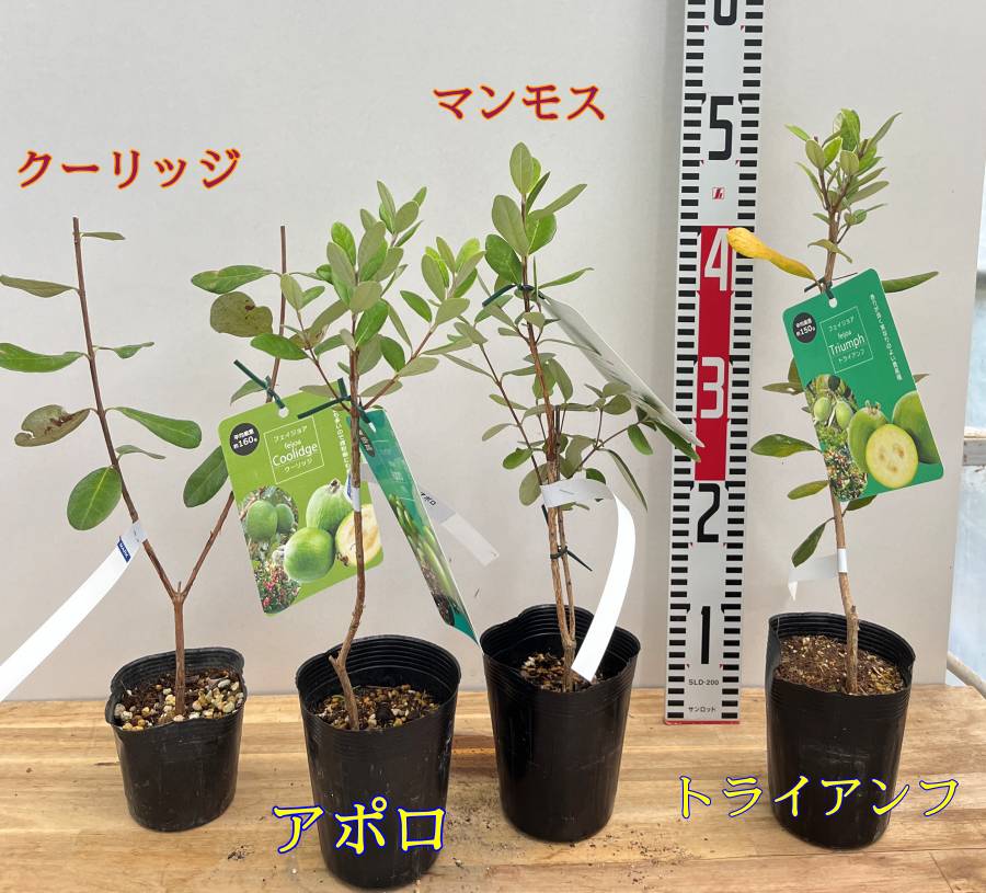 楽天市場】フェイジョア 苗木 実生苗 株立ち（2本立ち） 樹高1.3