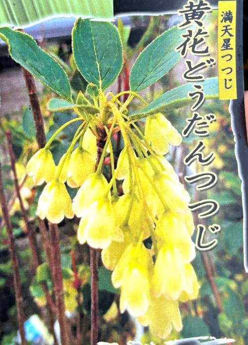 楽天市場】白花玄海ツツジ(ゲンカイツツジ) 4.5号苗木(g09-1) : 千草園芸