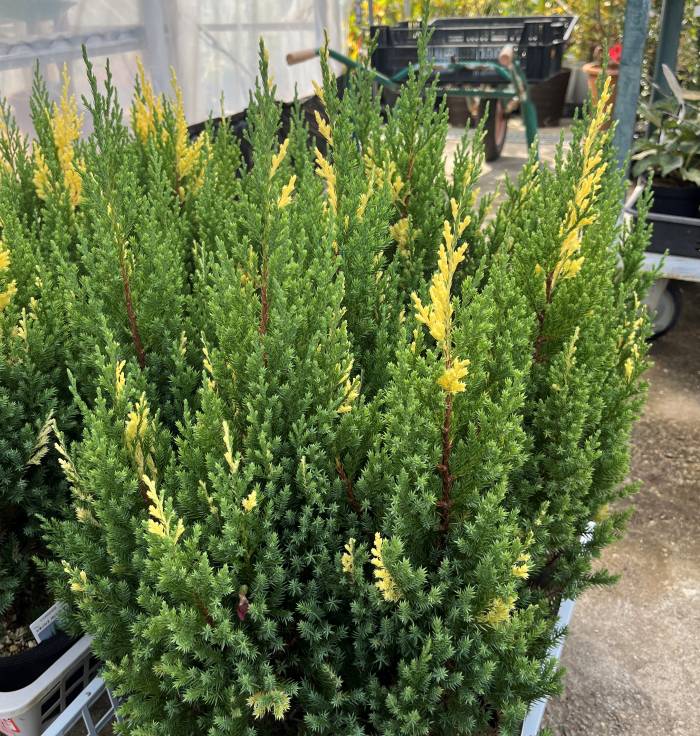 楽天市場】コニファー ゴールドクレスト ウィルマ 3.5号苗 : 千草園芸