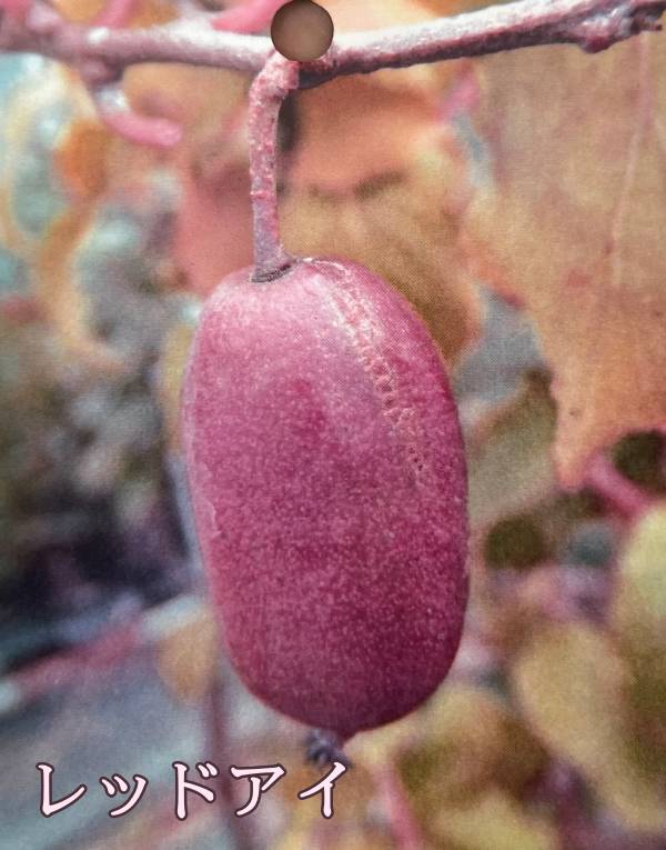 楽天市場】ジャンボサルナシ 5号ロングポット苗（y12) : 千草園芸