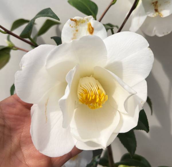 楽天市場】椿（ツバキ） 最小白花（サイショウシロバナ） 苗木 5.5号