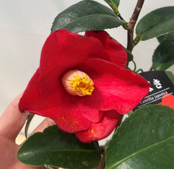 斑入り椿 楽天市場】斑入り 椿（花・ガーデン・DIY）の通販