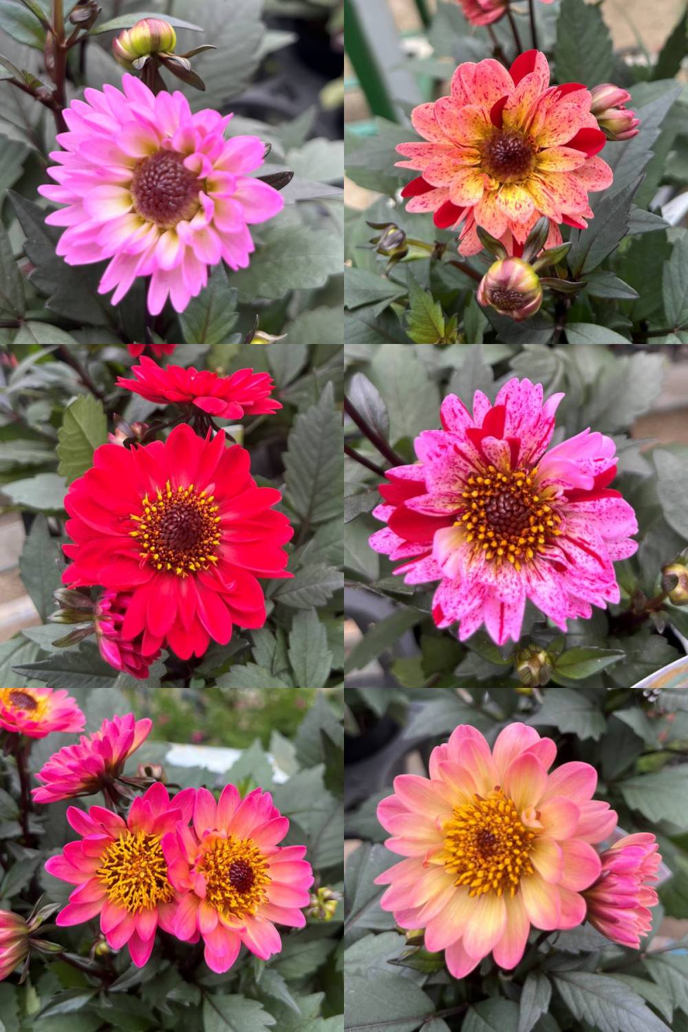 楽天市場】予約販売 ダリア 苗 銅葉ぷちダリア フレディー 10.5cm