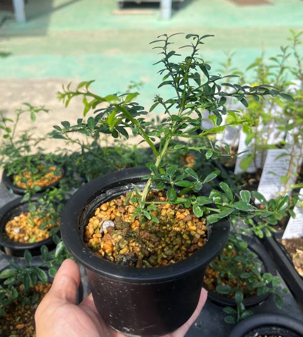 楽天市場】【現品F633】フィンガーライム「リトルビューティー」5号