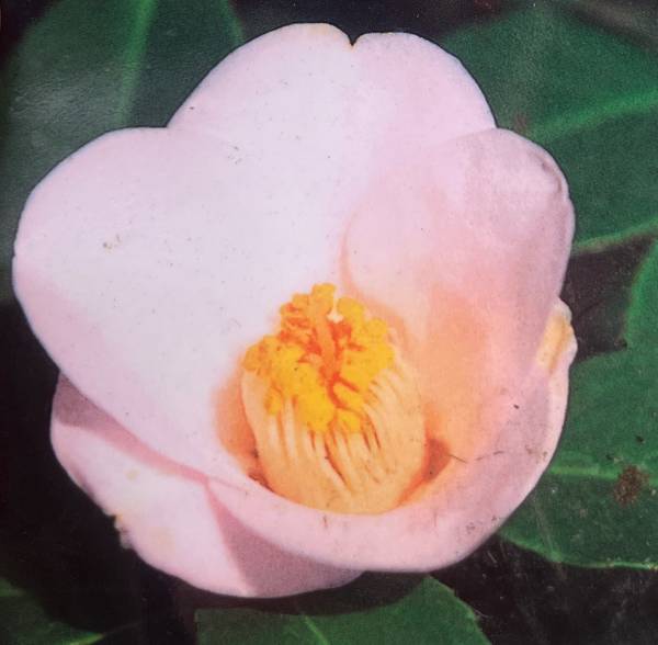 楽天市場】椿（ツバキ） 最小白花（サイショウシロバナ） 苗木 5.5号