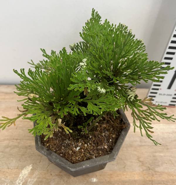 楽天市場】【現品販売】イワヒバ 6号鉢植え 斑入り葉～緑葉 : 千草園芸