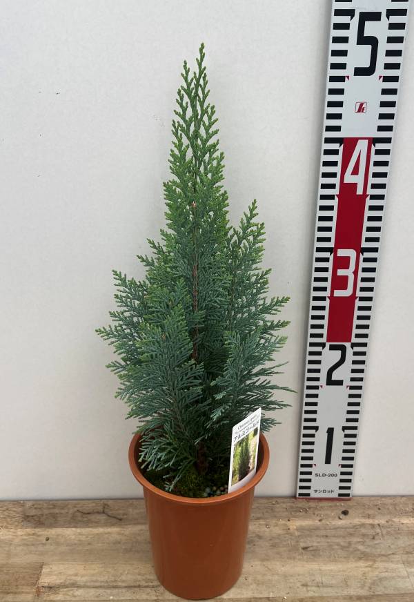 楽天市場】コニファー エルウッズ エンパイヤ 4号鉢植え 苗木(J02