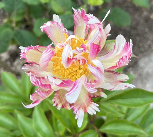 楽天市場】芍薬苗（シャクヤク苗） ピンクスプライザー 5号苗(e08