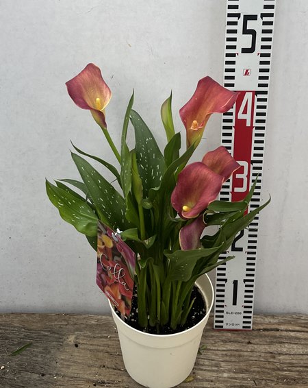 【楽天市場】【現品発送5】カラー苗 レッドオレンジ系 5号鉢植え【撮影日:23年10月27日】:千草園芸