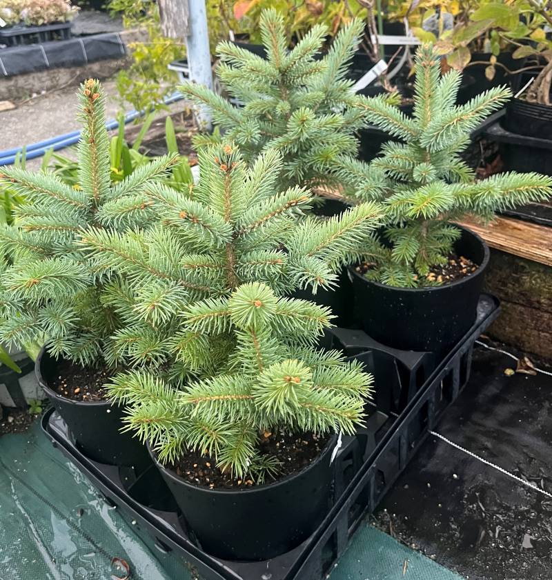 に*ー様 プンゲンストウヒ ホプシー8号 楽天市場】【現品発送】ピセア・プンゲンストウヒ スーパーブルー 苗木