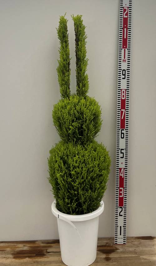 楽天市場】【現品A801】ドラセナ コルジリネ コーヒークラシック 苗木