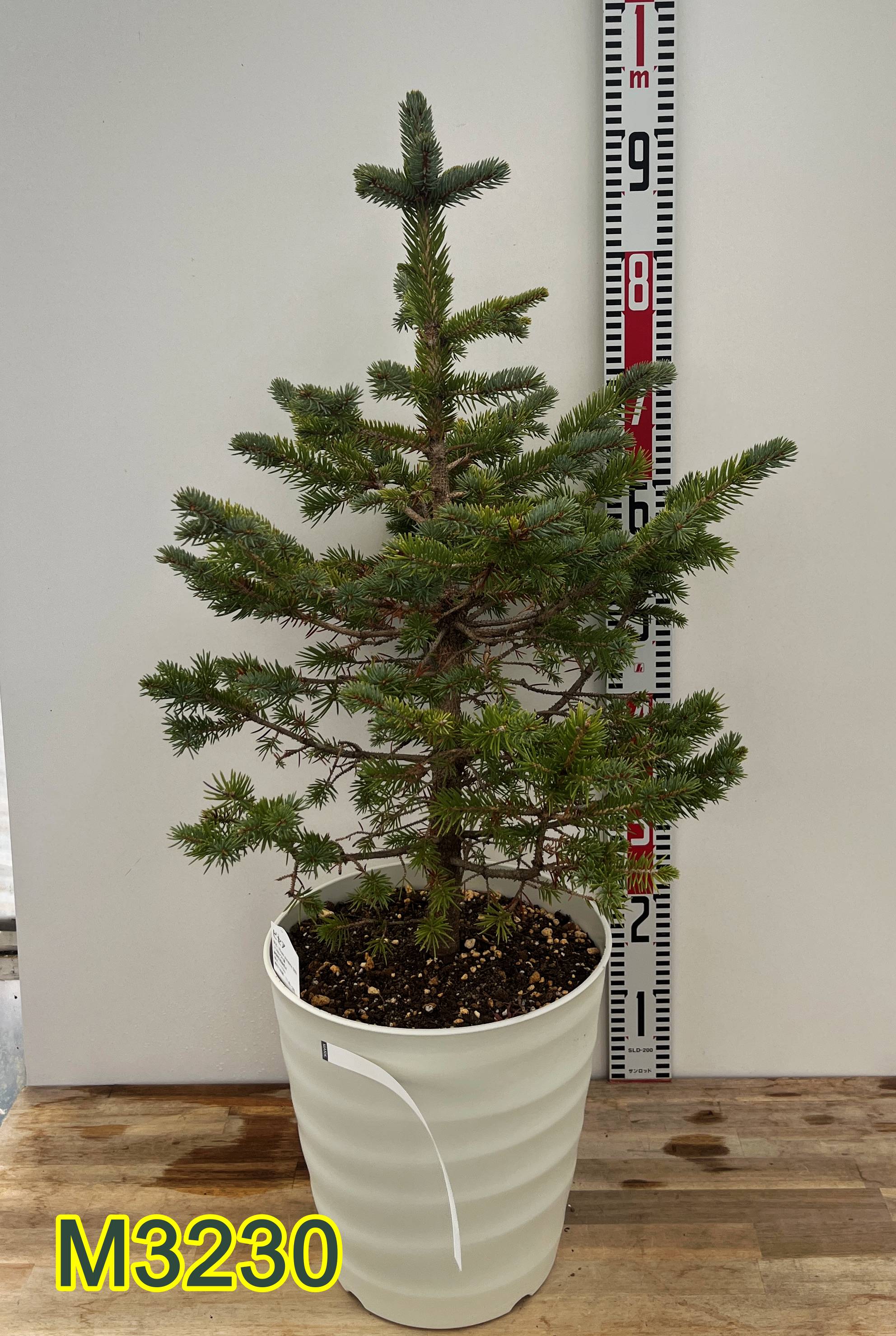 楽天市場】【お任せ品】もみの木の王様プンゲンストウヒ ホプシー(つぎ