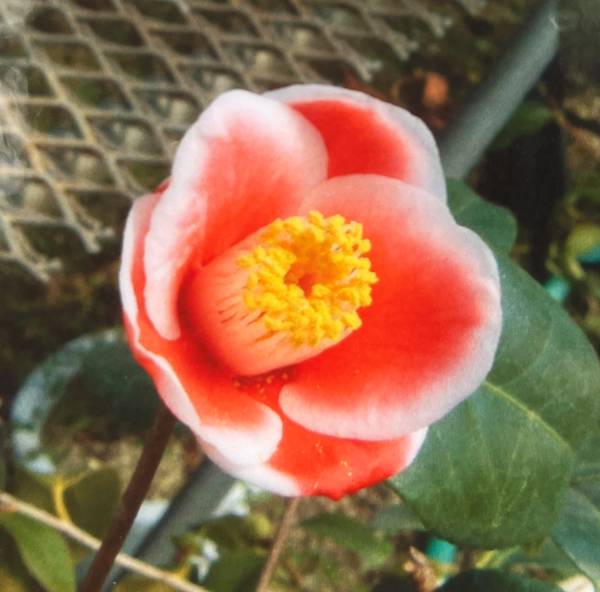 楽天市場】【現品発送】椿（ツバキ） 斑入り湊晨侘助（ソウシン