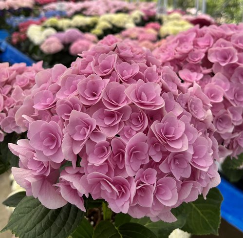 楽天市場 現品発送1 屋外管理苗 花芽付き アジサイ 紫陽花 あじさい ラ ベッラ 7号苗 B06 千草園芸