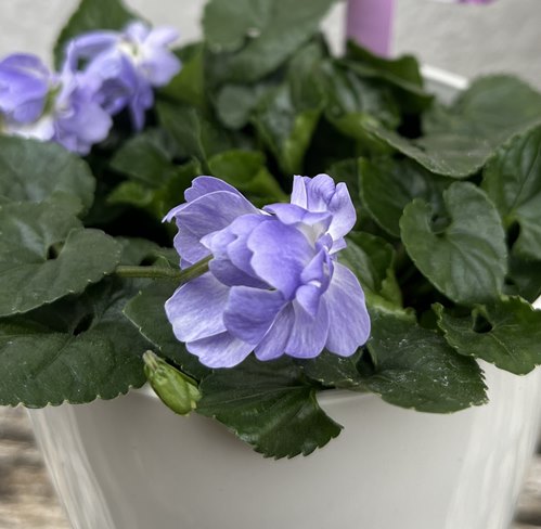 楽天市場】琉球白すみれ（リュウキュウシロスミレ）3号苗（b03