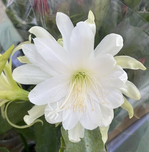 楽天市場】孔雀サボテン（クジャクサボテン） 藤娘(フジムスメ） 5号鉢