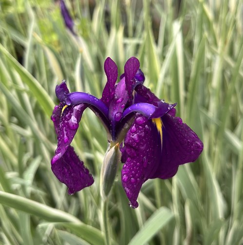 Neko様　売約済みです。耐寒宿根草　菖蒲湯用の菖蒲です。　22-4(5) 08直前】花菖蒲 紫雲(淡紫)※届日限定 4/30〜5/1 ※商品説明をお