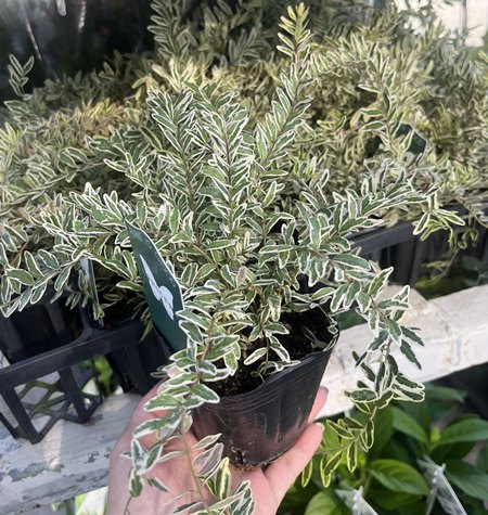 楽天市場】ノリナ トックリラン （ポニーテール） 3.5号ポット苗