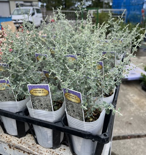 楽天市場】オンファロデス 3.5号苗（c02） : 千草園芸