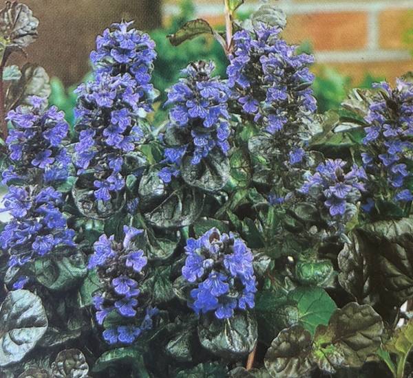 楽天市場】苗 花苗 斑入り葉 アジュガ アークティックホックス 1鉢 3