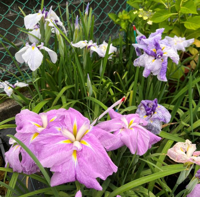 君子蘭　縞中斑入り　５号鉢つき　レア斑❗ 君子蘭 縞中斑入り 5号鉢つき レア斑❗