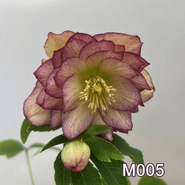 楽天市場】クリスマスローズ クロアチカス 3号 【小輪系 一重咲き