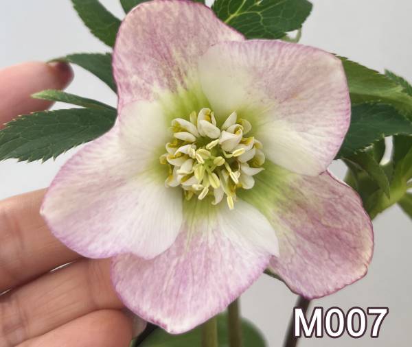 楽天市場】【現品】クリスマスローズ ウィターシンフォニー 多弁ダブル