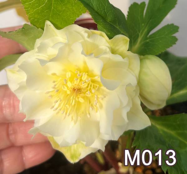 楽天市場】【現品】クリスマスローズ セミダブル咲き ホワイト系