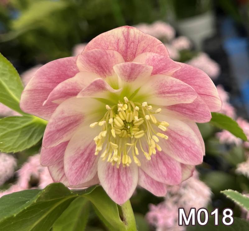 楽天市場】【現品】クリスマスローズ ウィンターシンフォニー ダブル