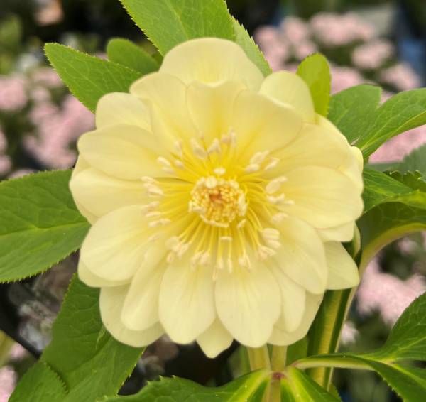 楽天市場】【現品】クリスマスローズ ダブル咲き レッド/パープル系